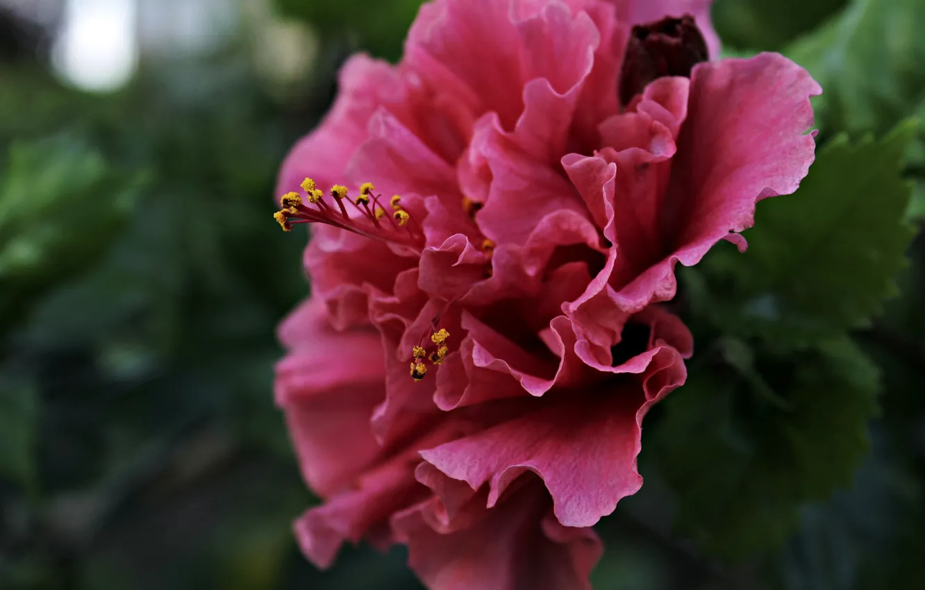Photo wallpaper summer, flowers, garden