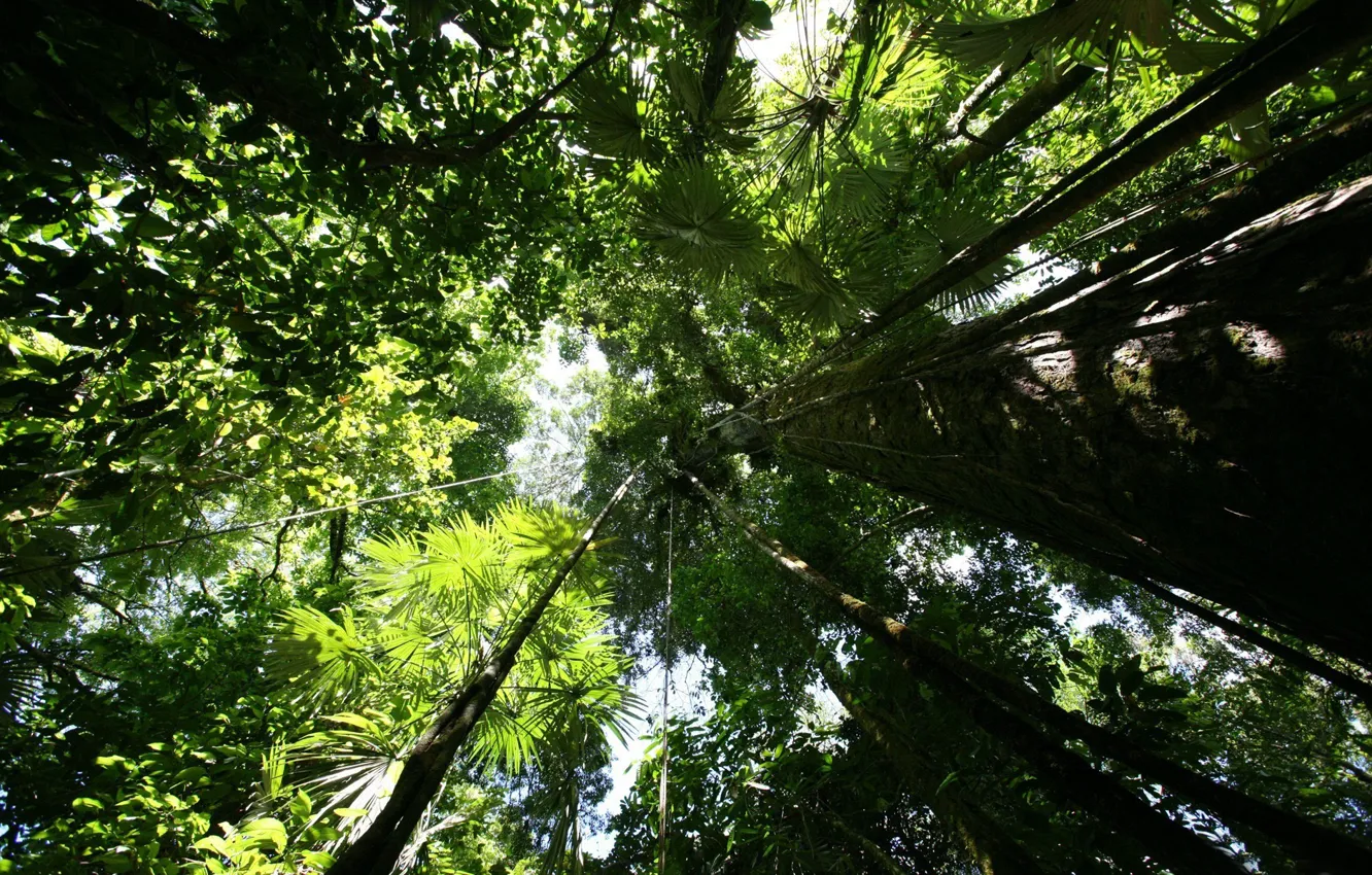 Photo wallpaper trees, trunk, Top