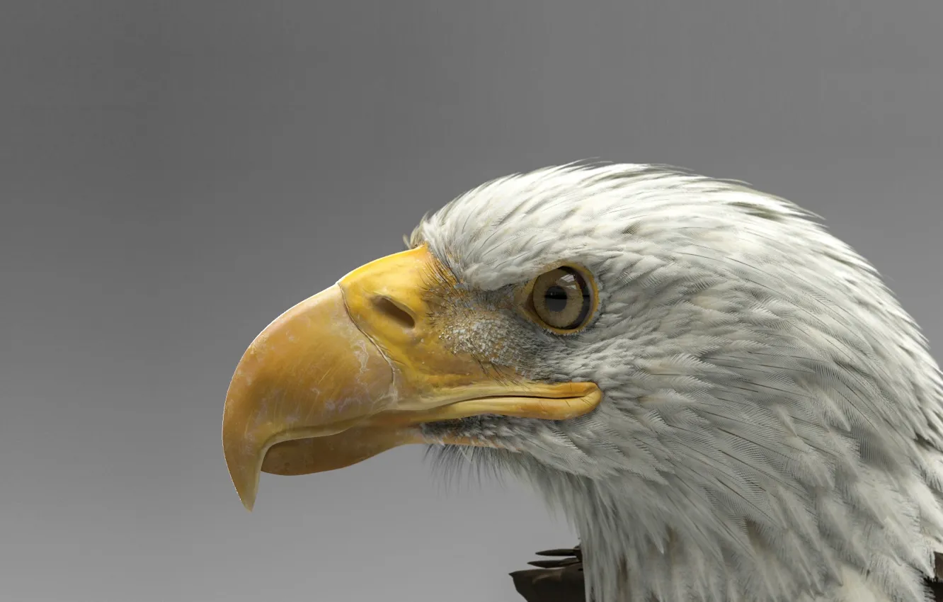 Photo wallpaper bird, predator, art, bald eagle, Dmytro Teslenko, Eagle model