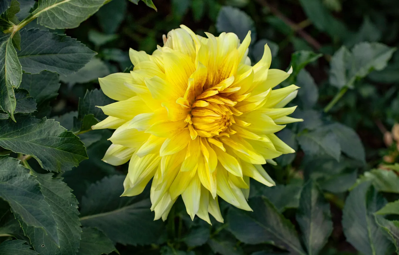Photo wallpaper leaves, yellow, garden, dahlias