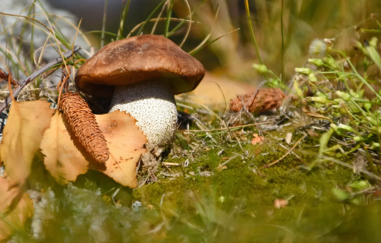 Photo wallpaper autumn, nature, mushrooms