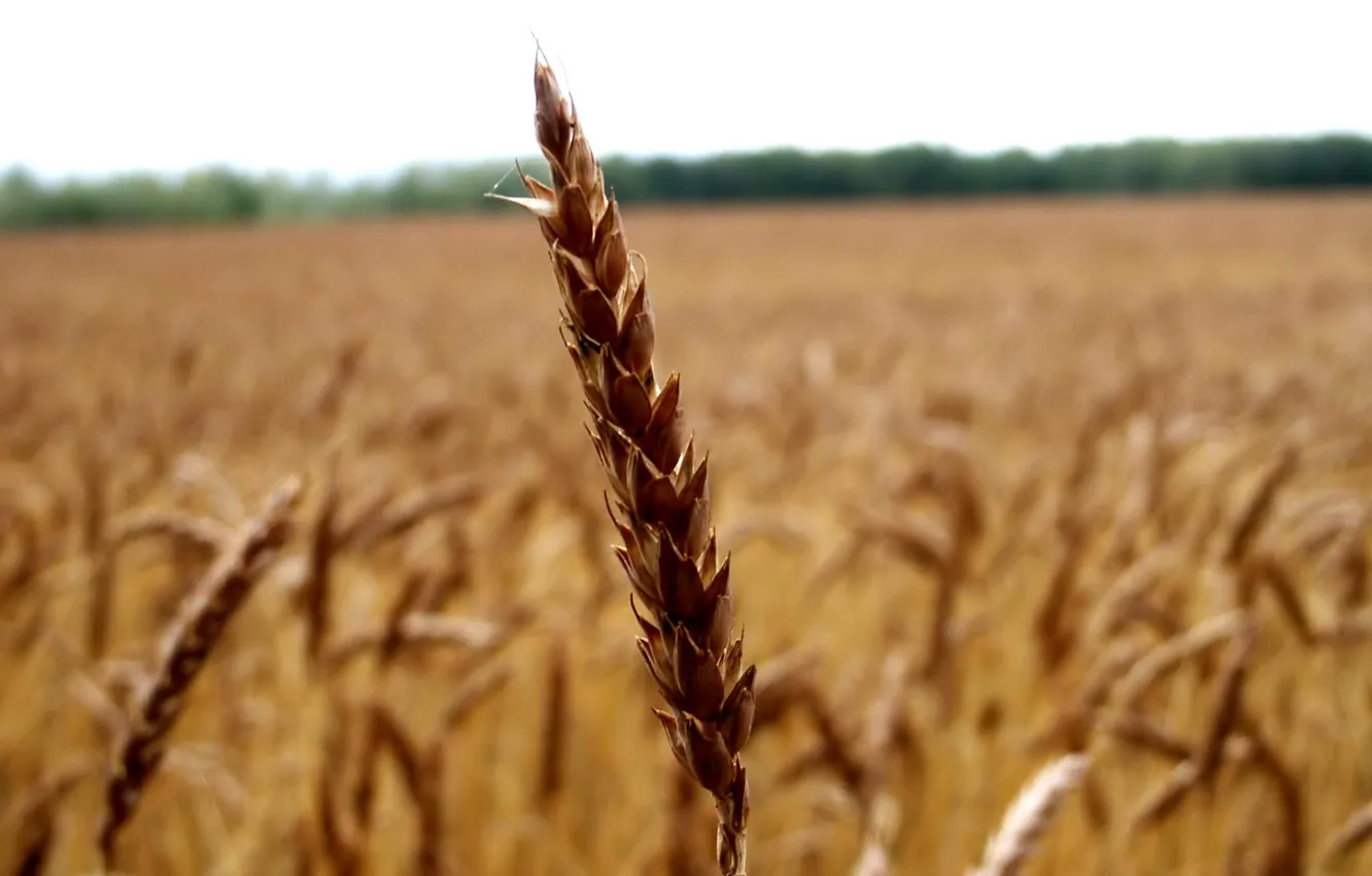 Photo wallpaper field, ears