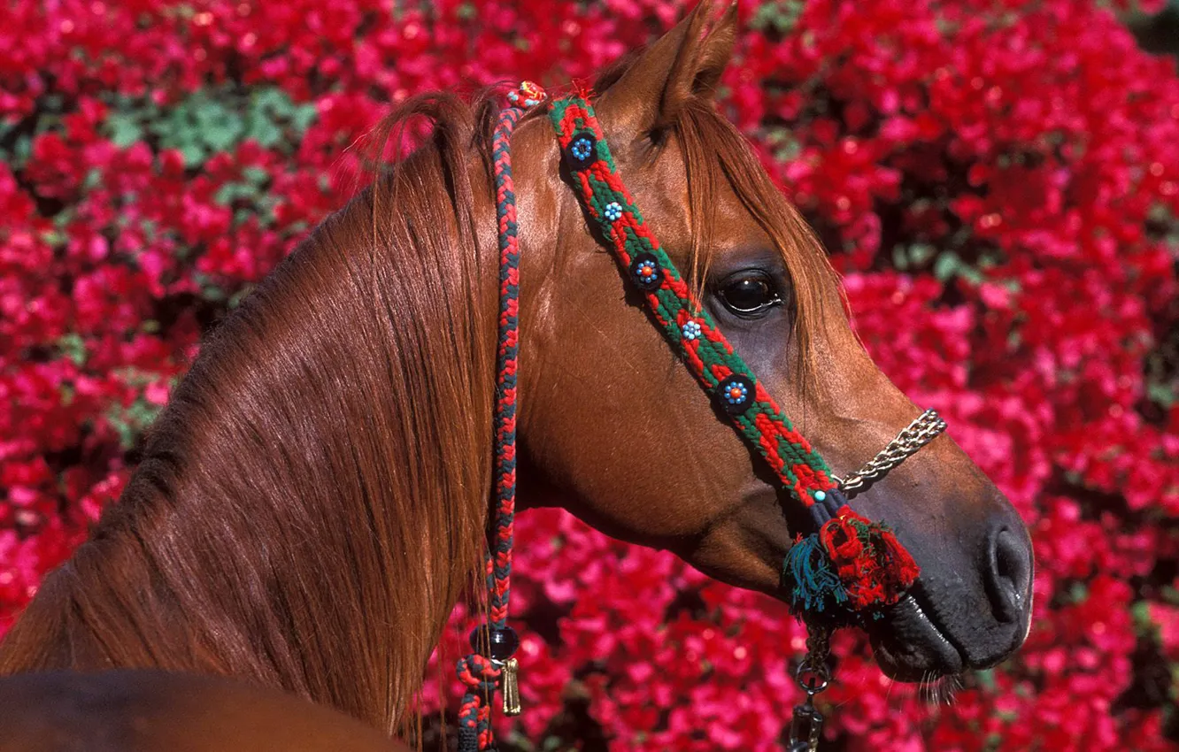 Photo wallpaper flowers, red, horse, foliage, horse