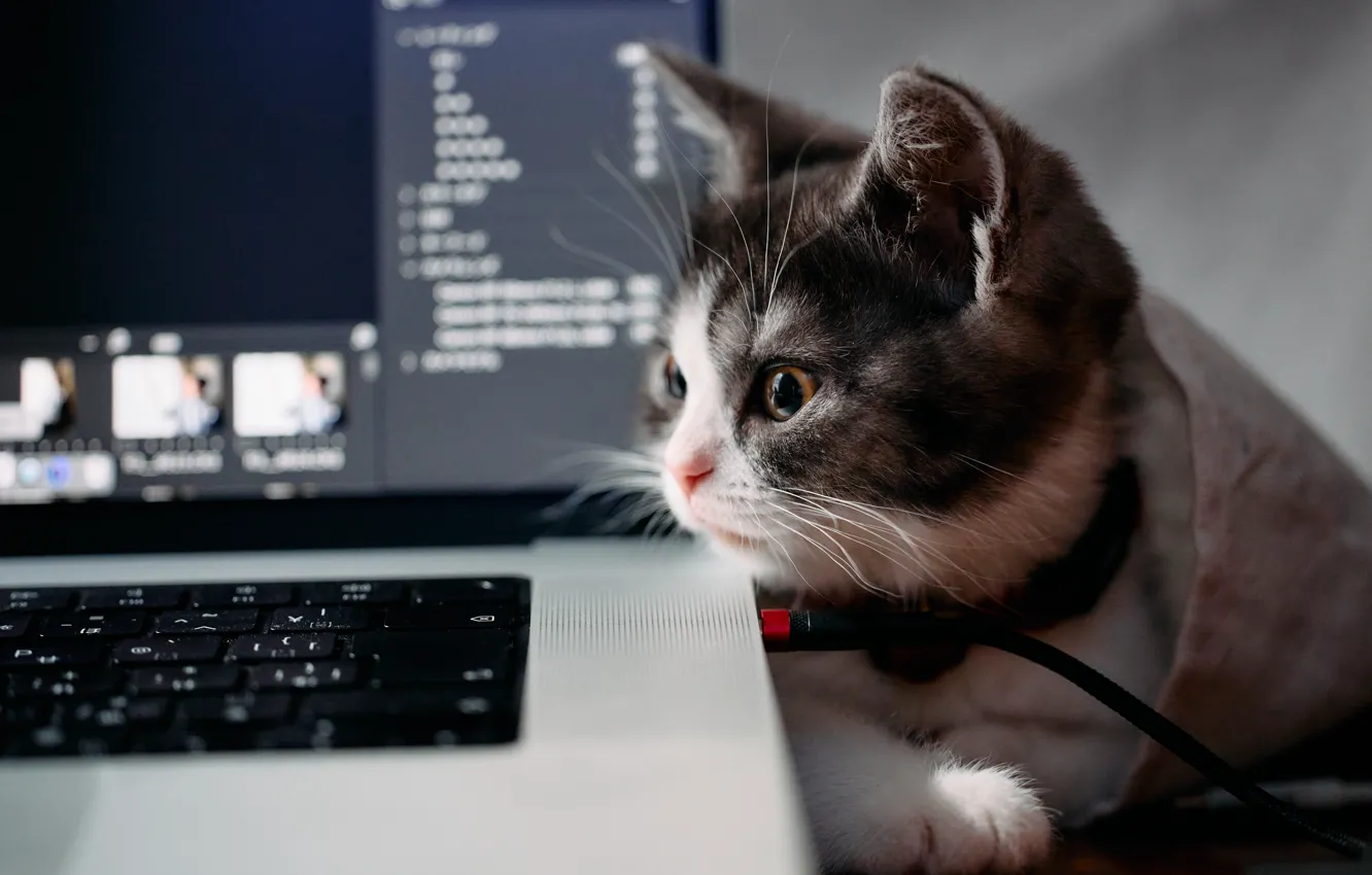 Photo wallpaper cat, baby, keyboard, monitor, kitty