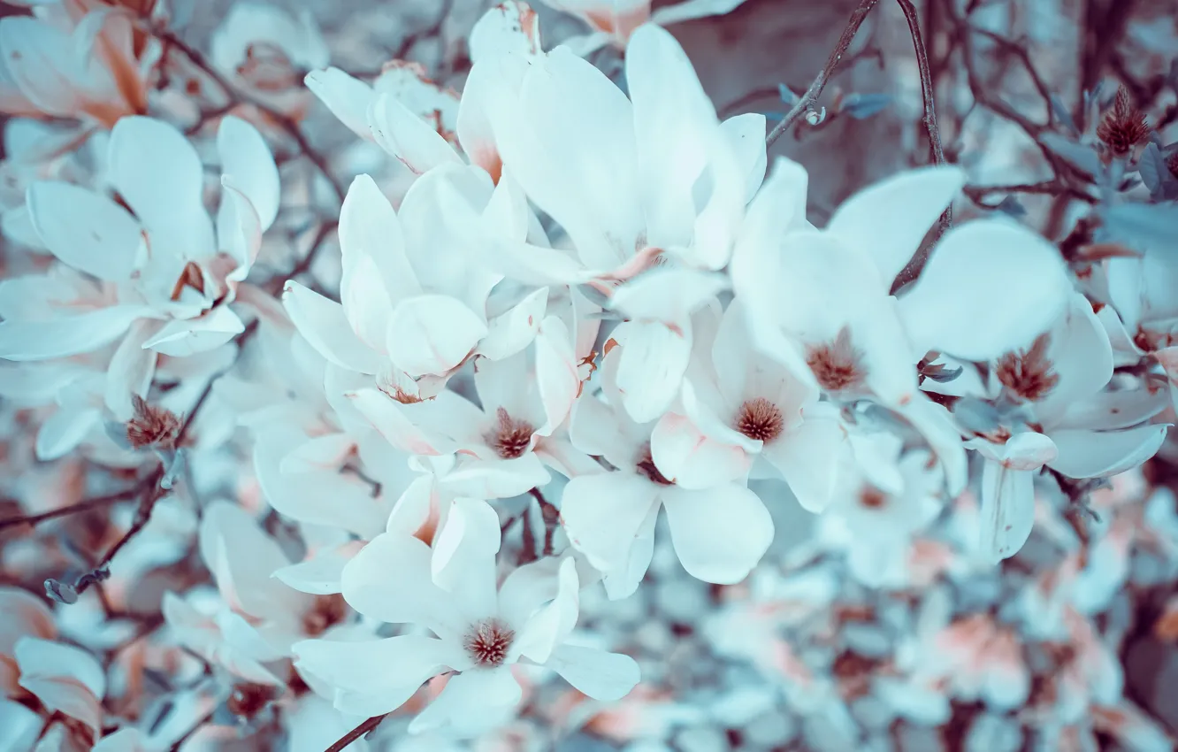 Photo wallpaper macro, flowers, branches, spring, petals, pink, white, flowering