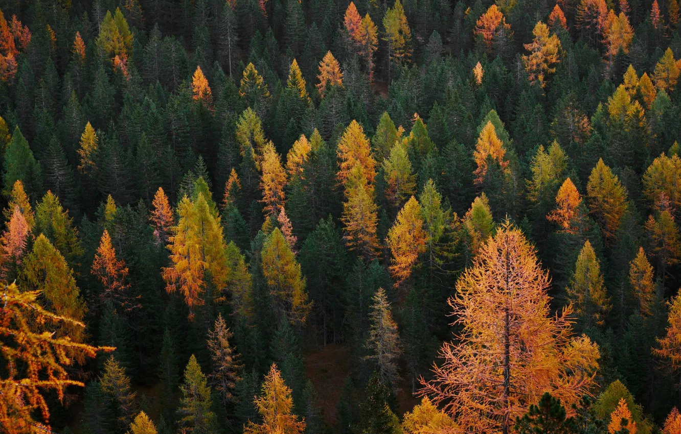 Photo wallpaper autumn, forest, trees, view, slope, larch, forest