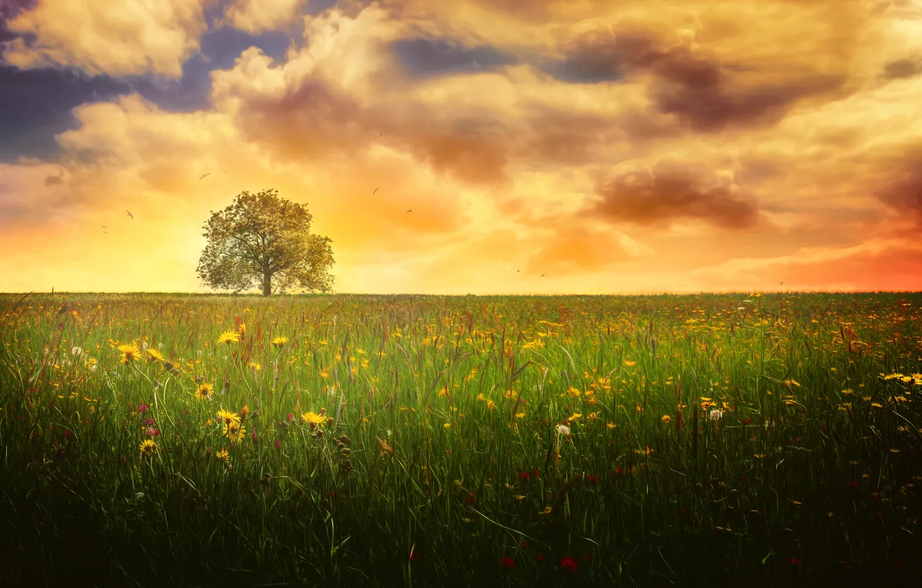 Photo wallpaper field, summer, the sky, clouds, tree, treatment, Lonely tree
