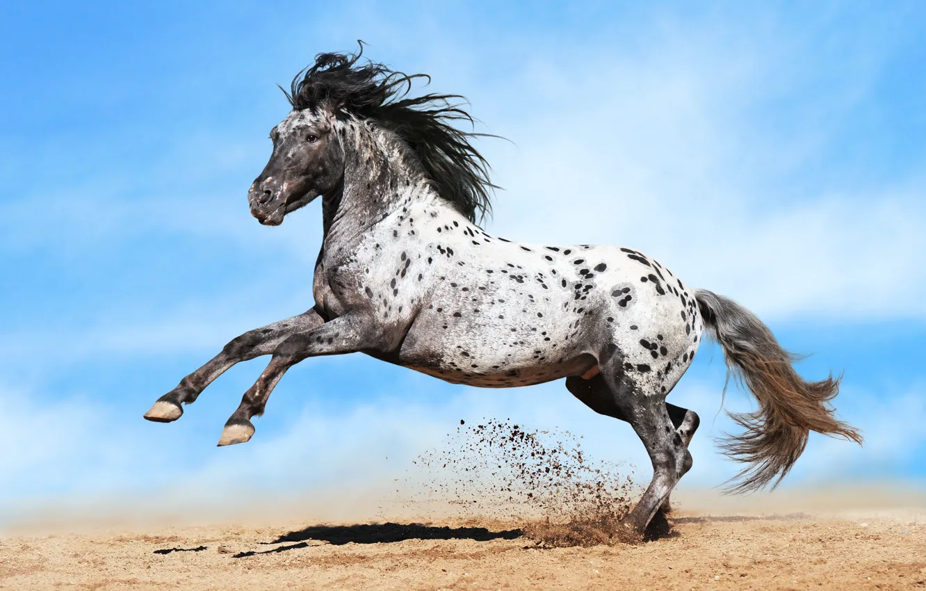 Photo wallpaper sand, horse, horse, dust