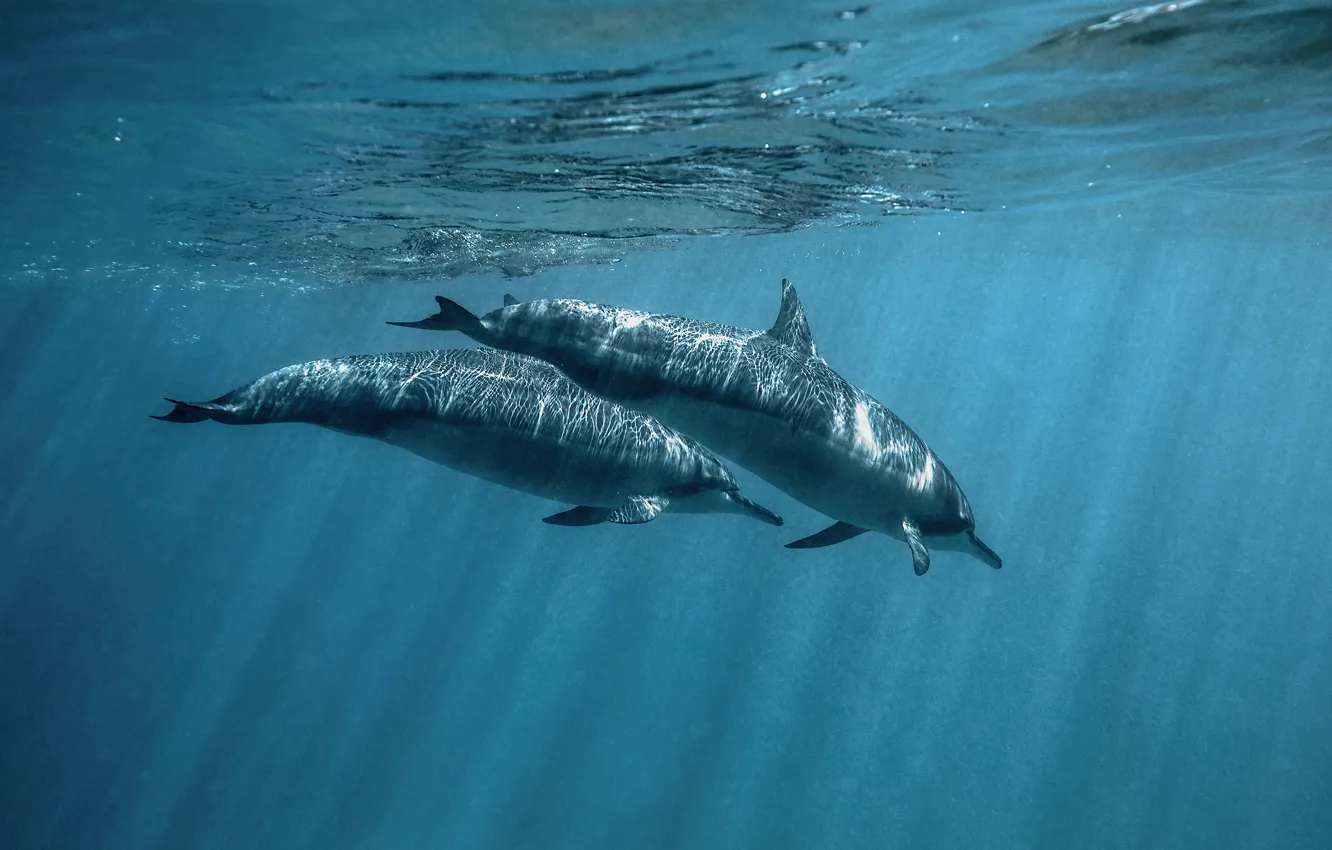 Photo wallpaper sea, water, light, glare, two, pair, dolphins, underwater world