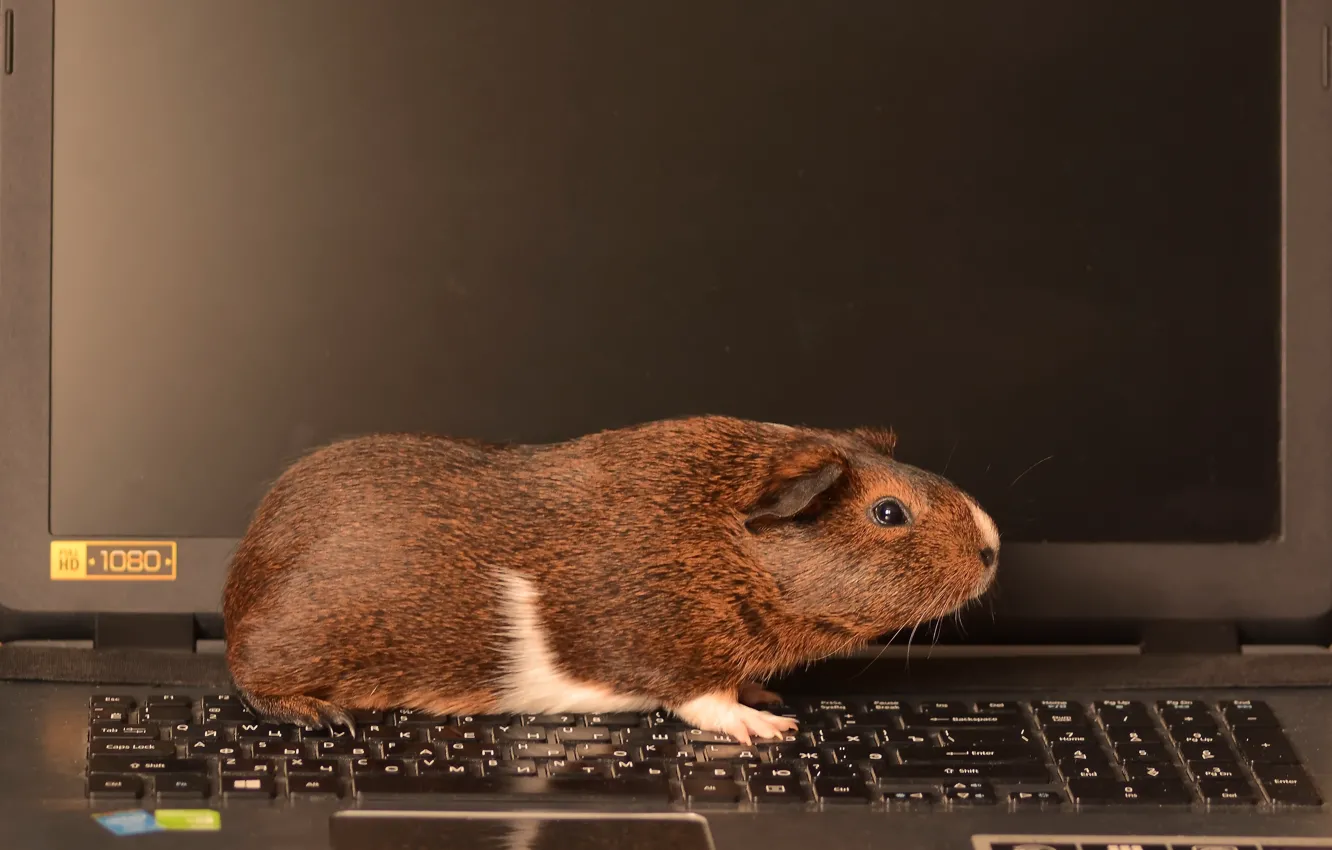 Photo wallpaper animal, Guinea pig, laptop