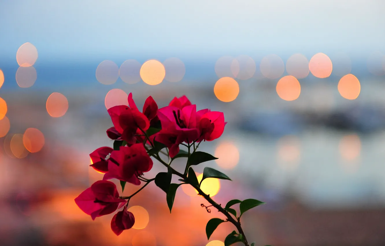 Photo wallpaper leaves, flowers, branches, lights, glare, petals