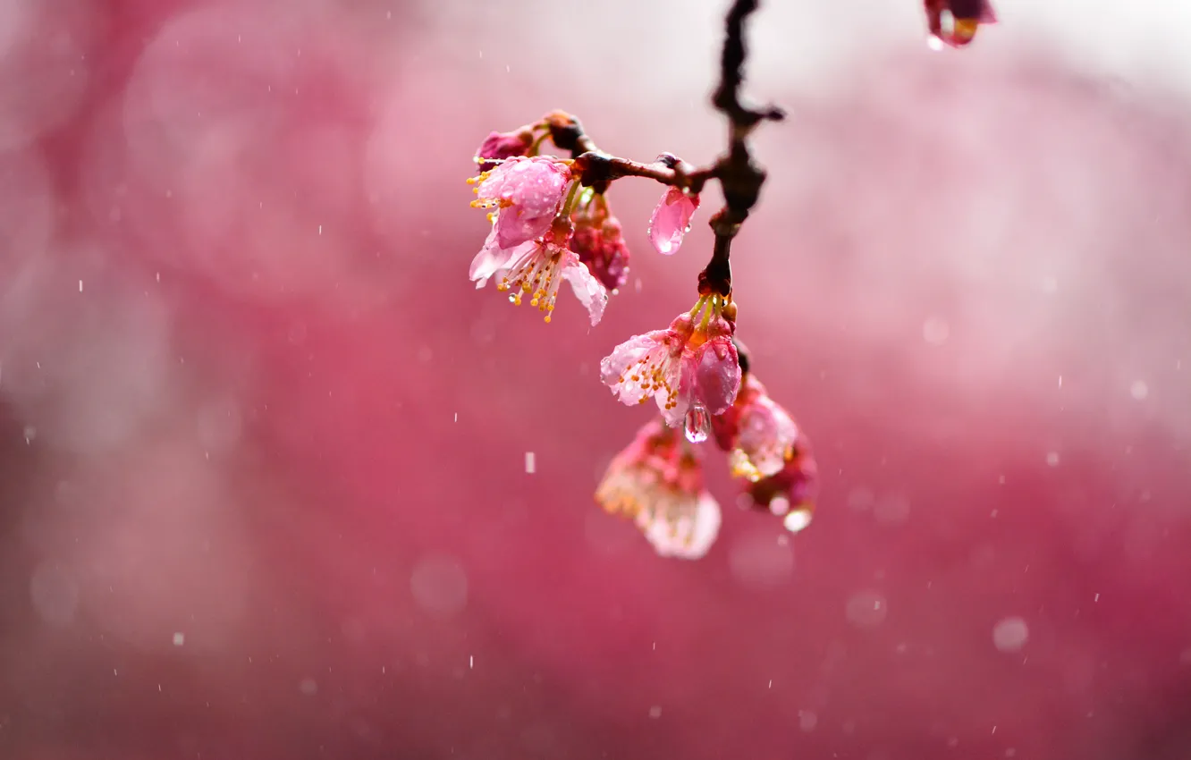 Photo wallpaper drops, macro, flowers, cherry, rain, focus, branch, blur