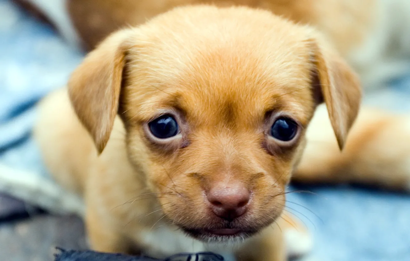 Photo wallpaper look, dog, puppy