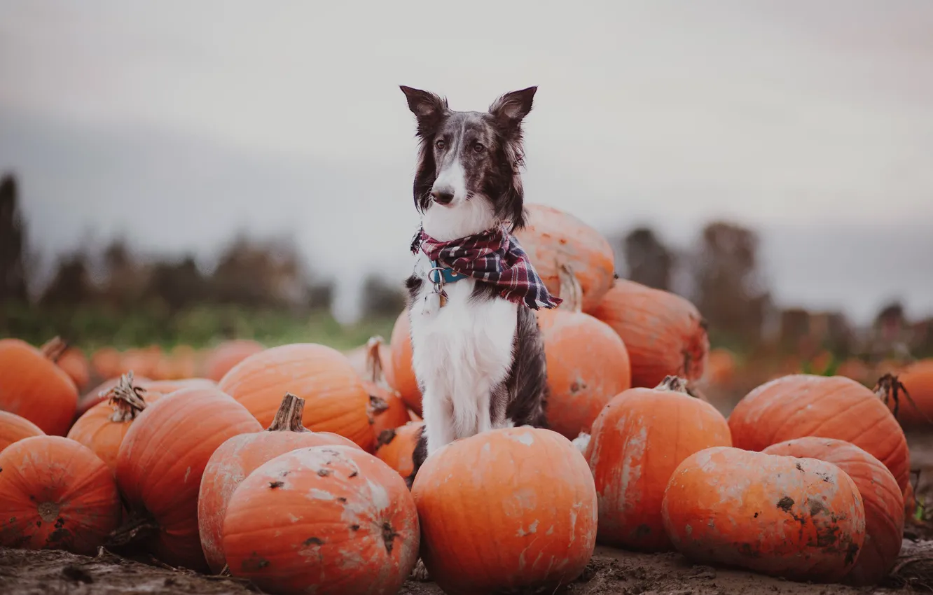 Photo wallpaper autumn, dog, pumpkin