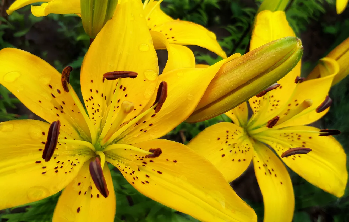 Photo wallpaper macro, flowers, nature, Lily