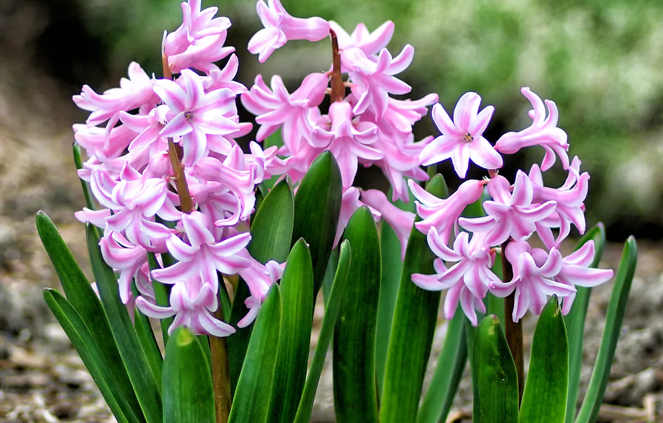 Photo wallpaper pink, spring, hyacinth