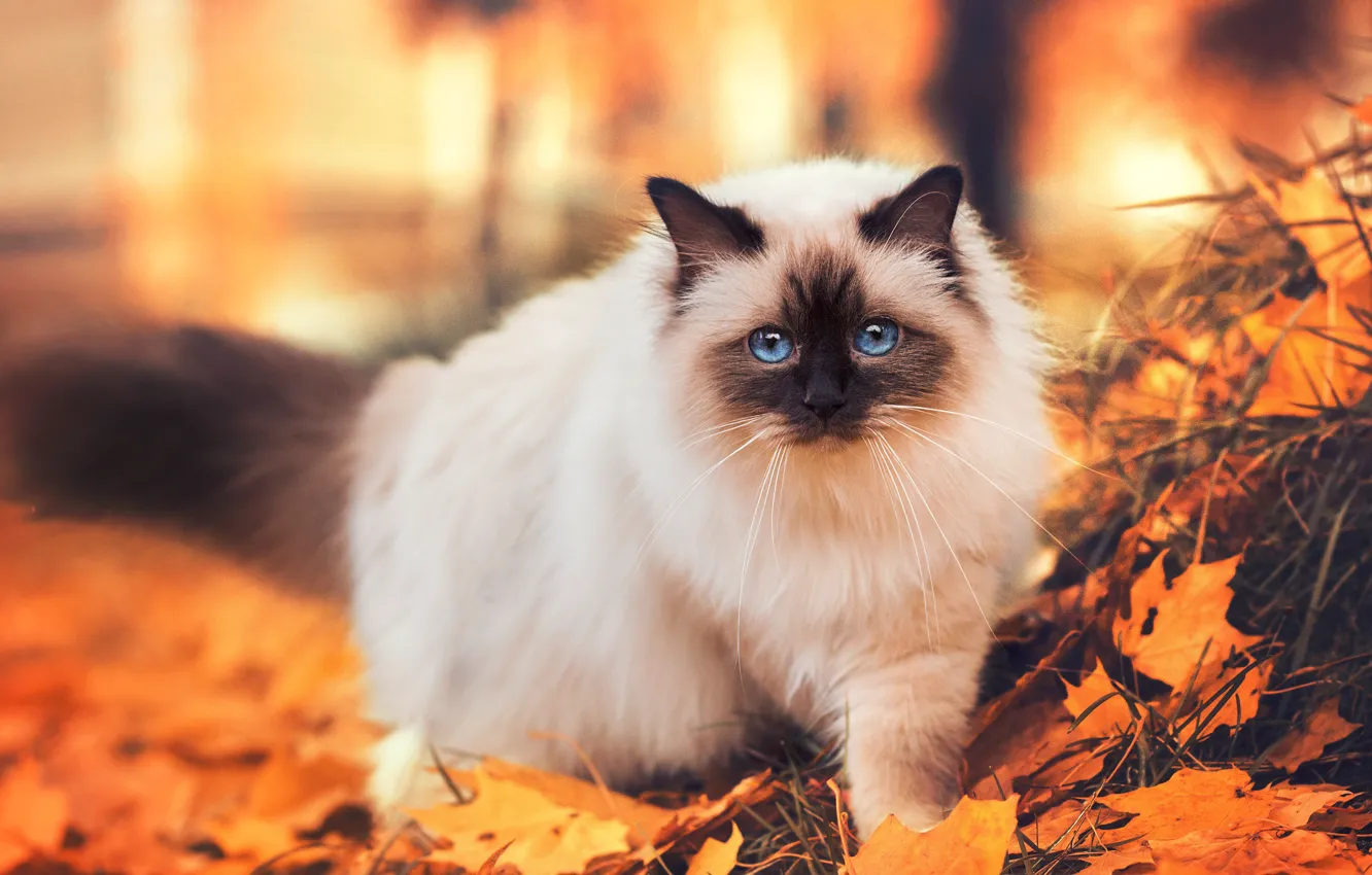 Photo wallpaper autumn, mustache, look, face, nature, foliage, wool, breed