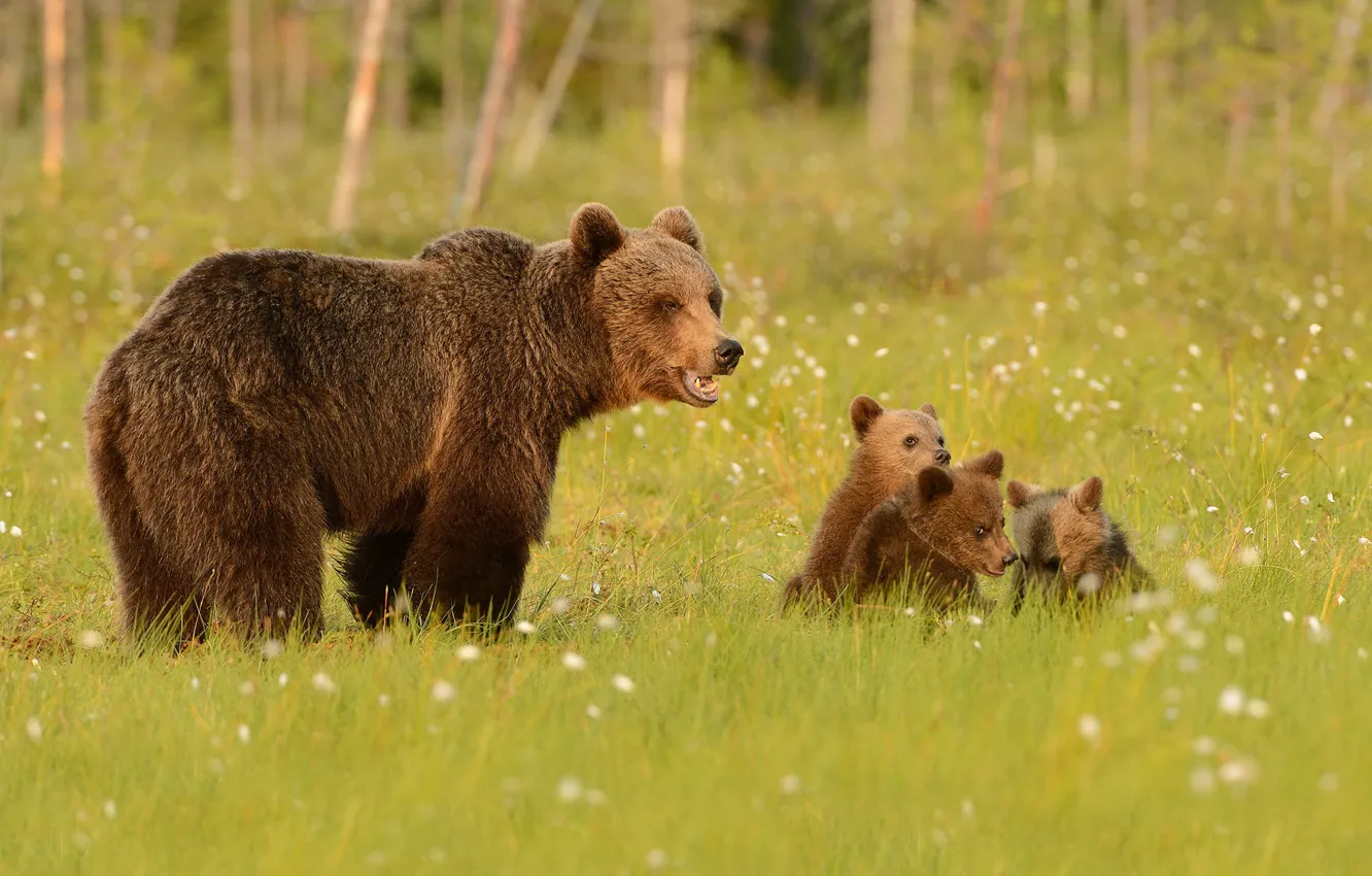 Photo wallpaper greens, forest, summer, grass, look, face, nature, pose