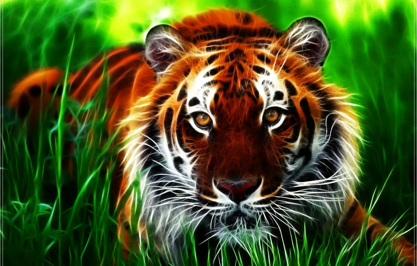 Photo wallpaper look, tiger, beast