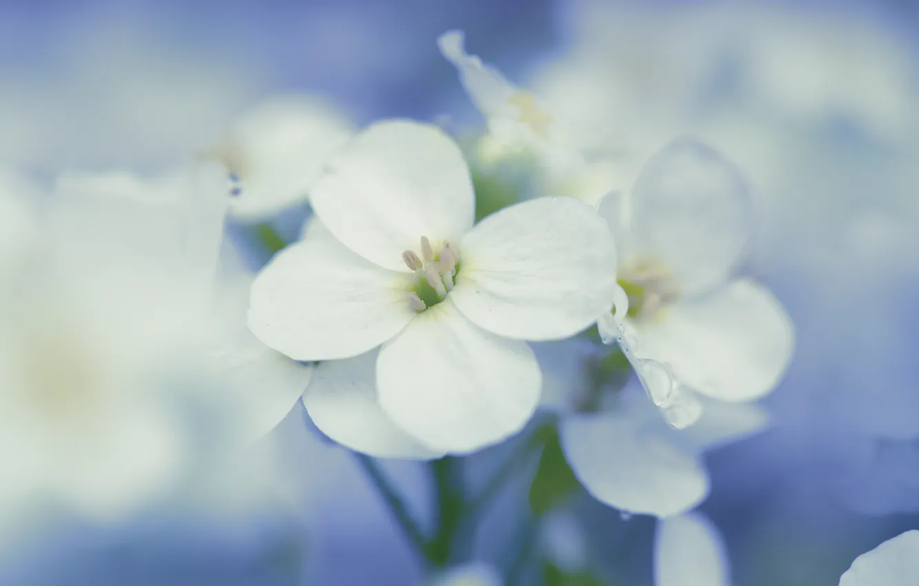 Photo wallpaper drops, flowers, background, blue, petals, white