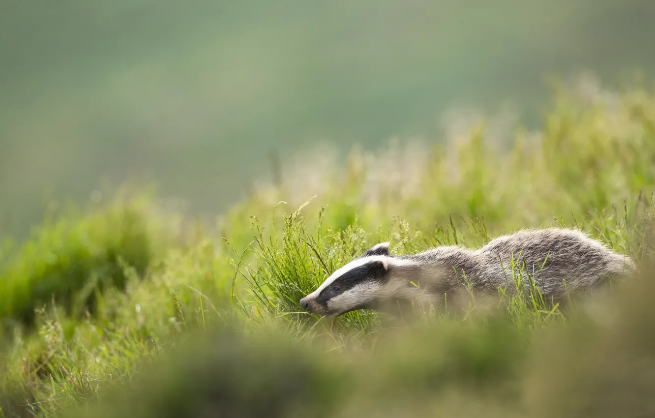Photo wallpaper grass, nature, background, slope, profile, face, sneaks, bokeh