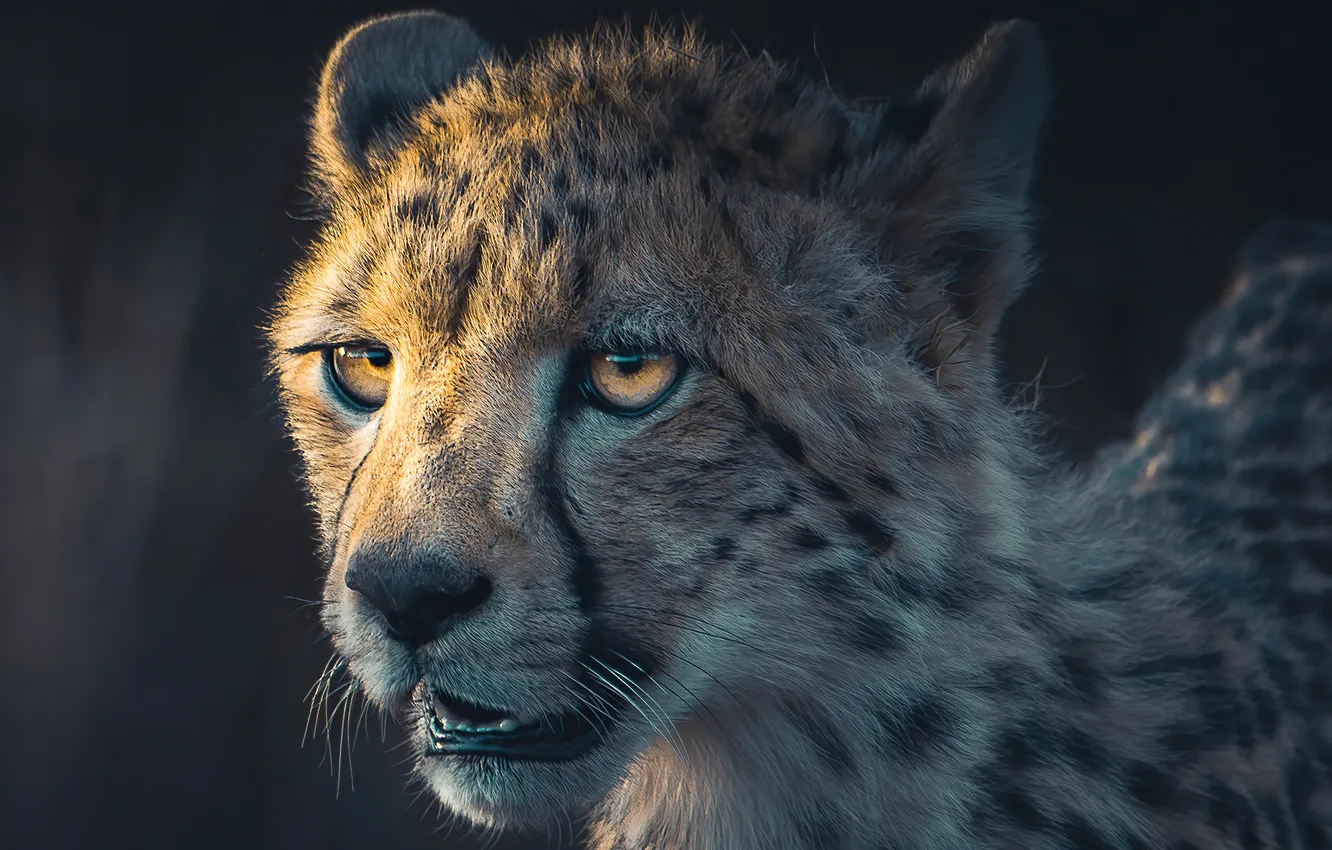 Photo wallpaper Predator, big cat, cheetah-portrait