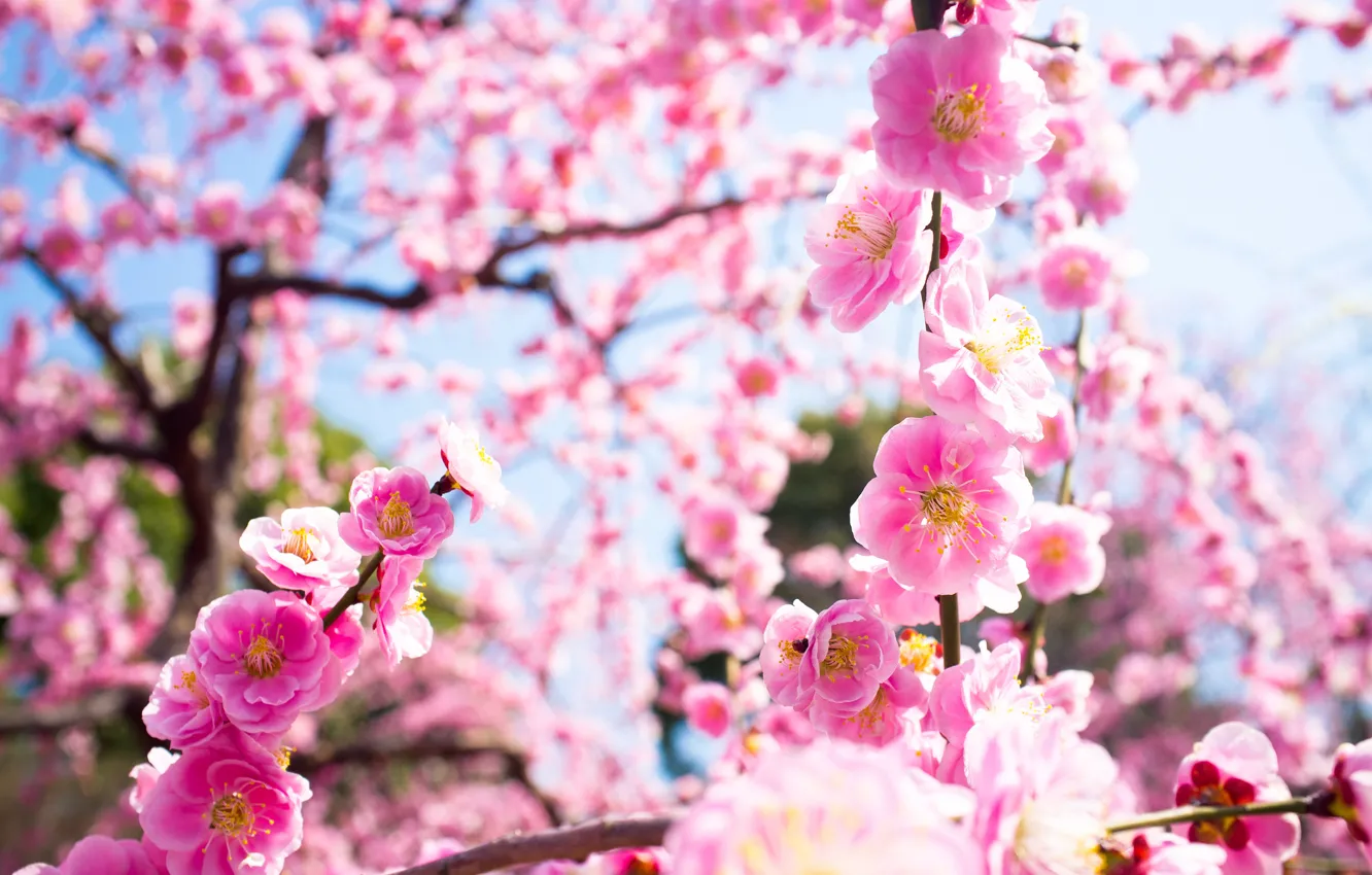 Photo wallpaper macro, light, trees, flowers, branches, nature, spring, pink