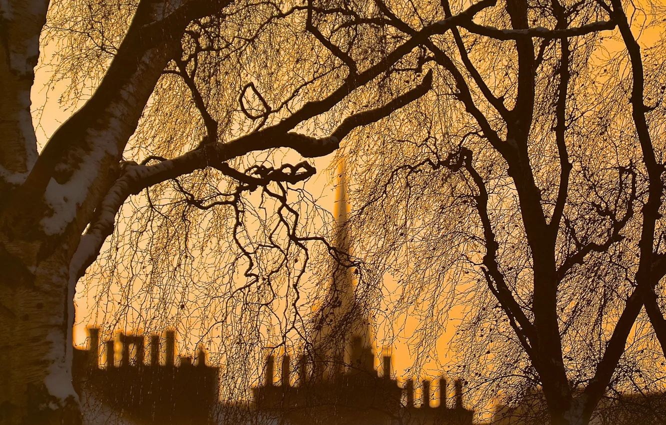 Photo wallpaper trees, night, the city