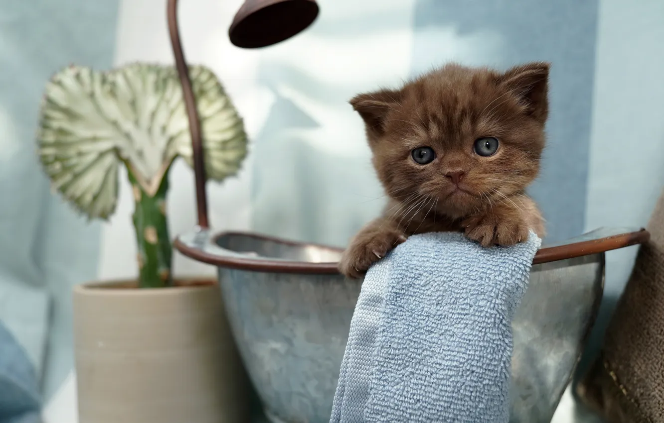 Photo wallpaper cat, look, light, pose, plant, towel, baby, bathing