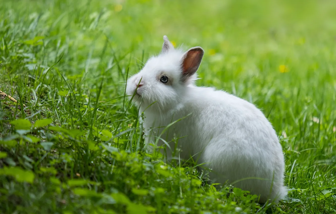 Photo wallpaper grass, rabbit, muzzle, ears
