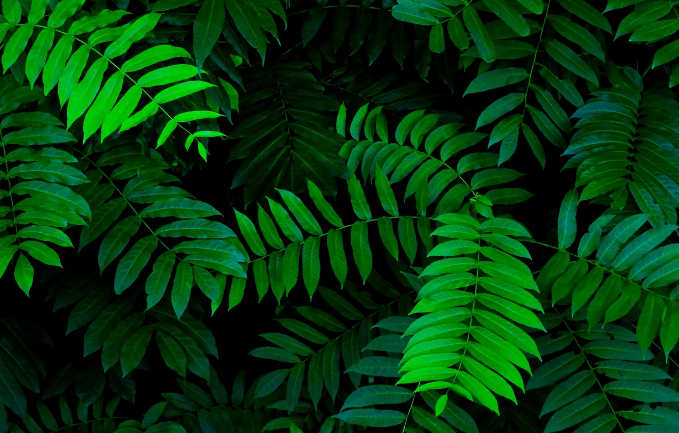 Photo wallpaper tree, leafs, plant