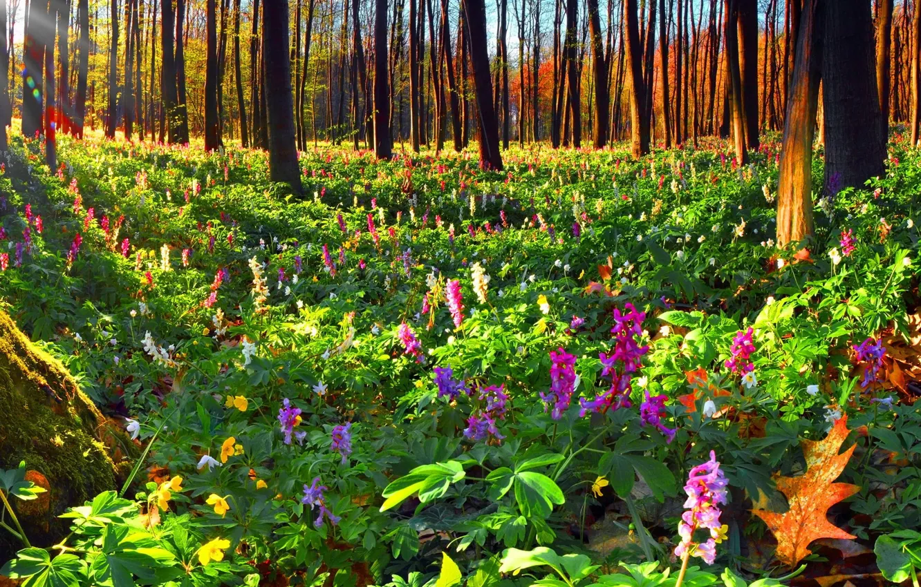 Photo wallpaper autumn, forest, flowers