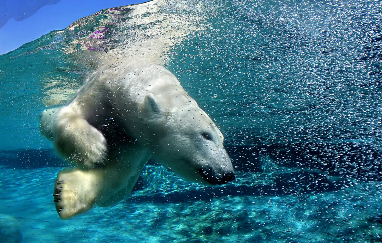 Photo wallpaper bear, Arctic, under water