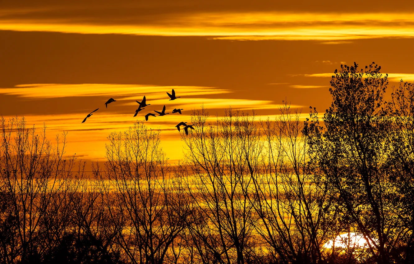 Photo wallpaper autumn, the sky, the sun, clouds, trees, sunset, birds, silhouette