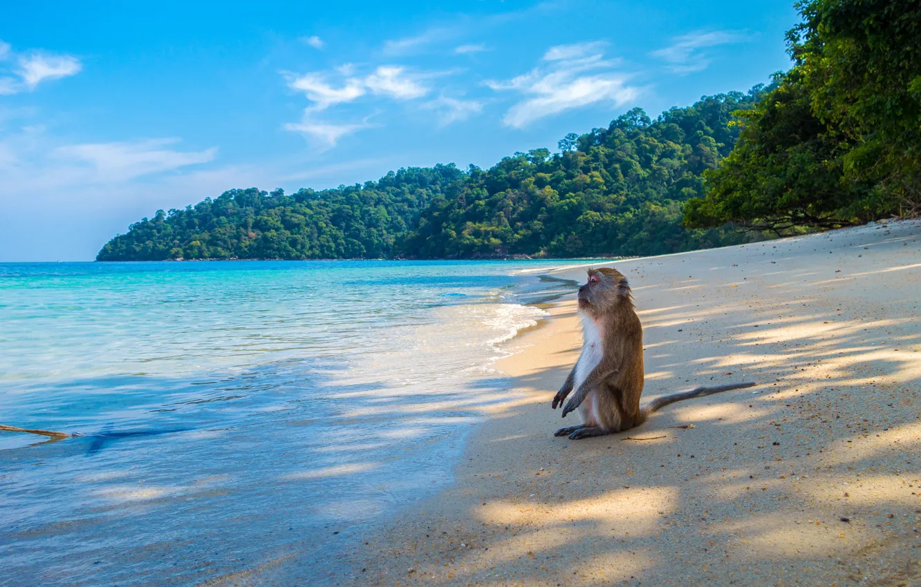 Photo wallpaper sand, sea, wave, beach, the sky, look, light, trees