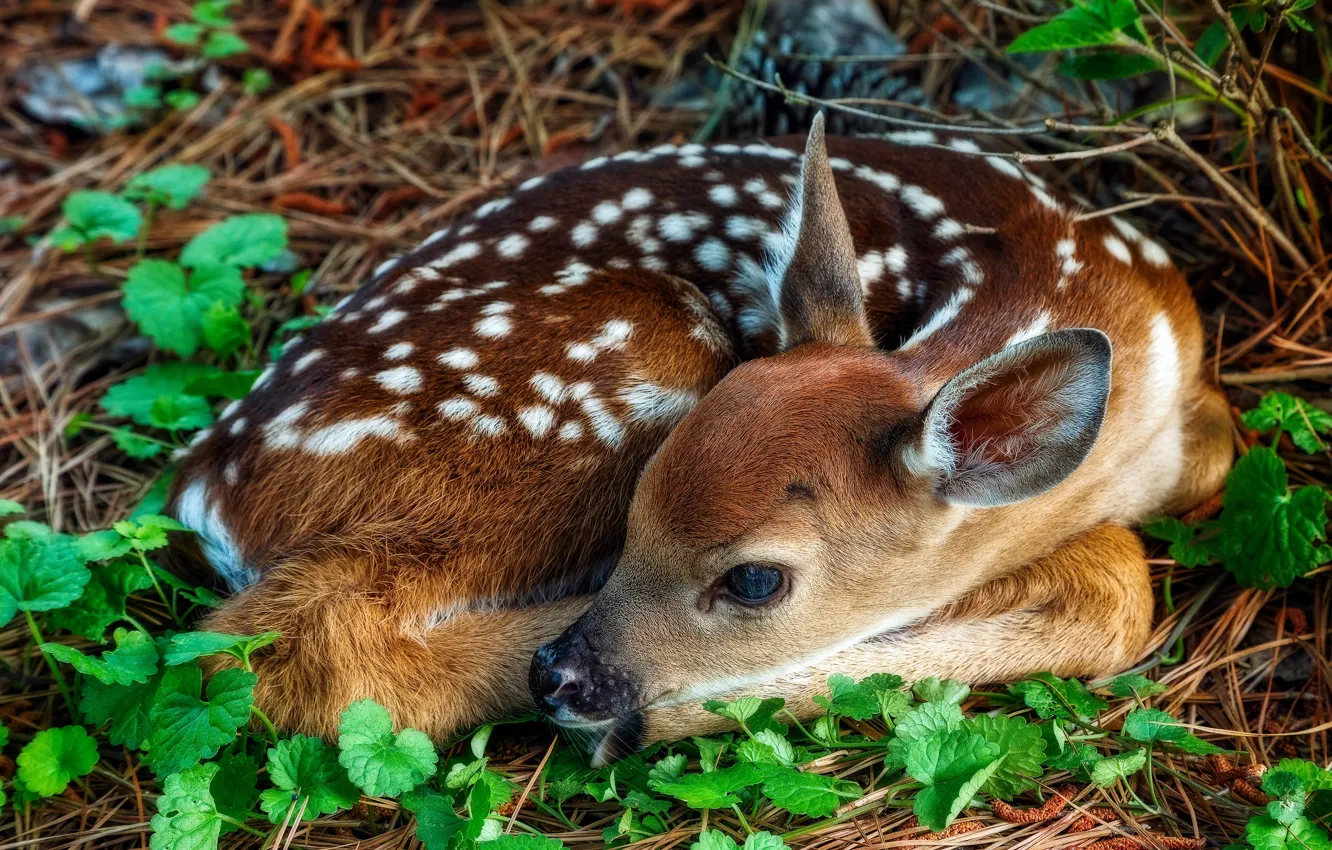 Photo wallpaper look, leaves, pose, Bambi, muzzle, lies, cub, fawn