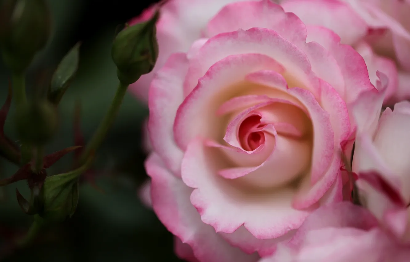 Photo wallpaper macro, roses, pink, buds