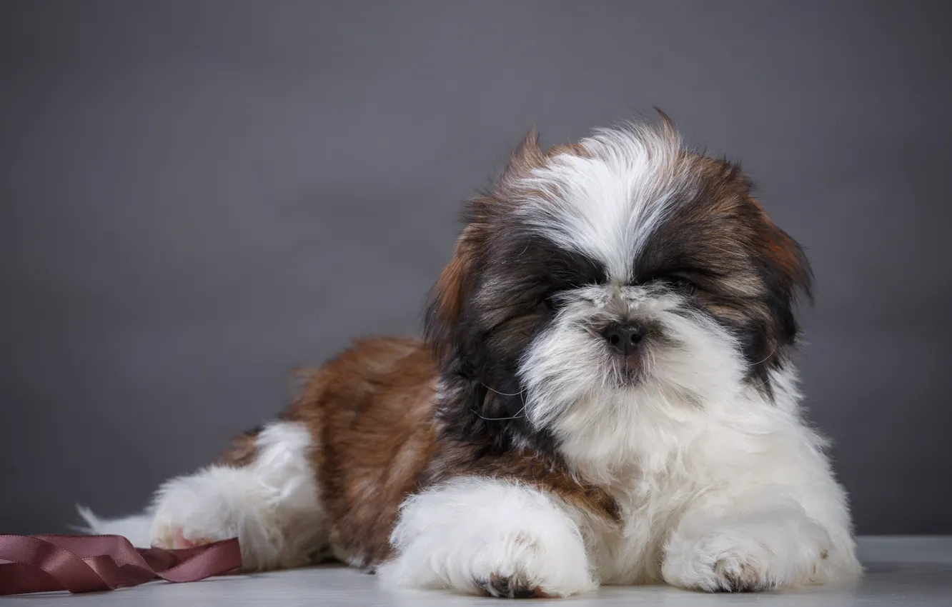 Photo wallpaper puppy, breed, shaggy