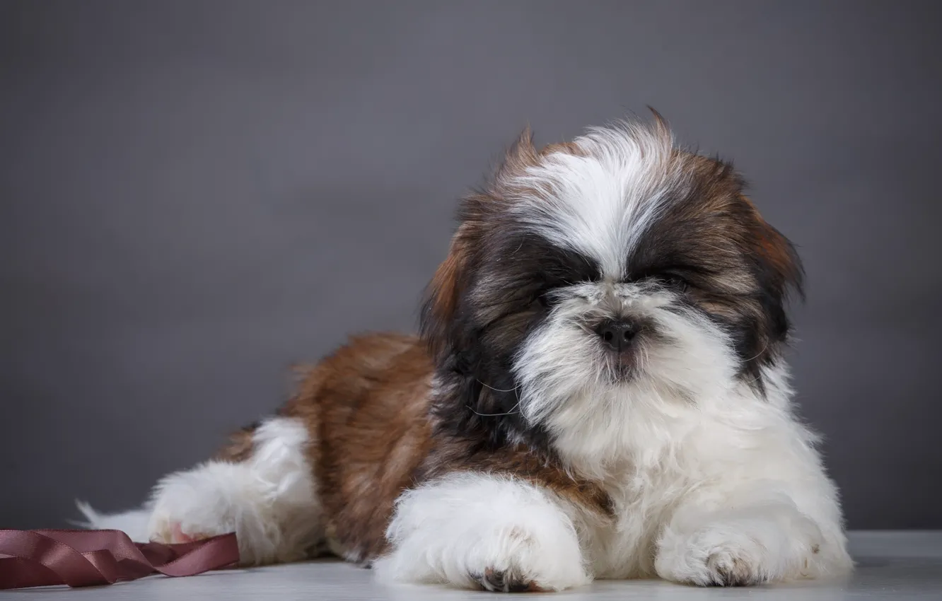 Photo wallpaper breed, puppy, shaggy