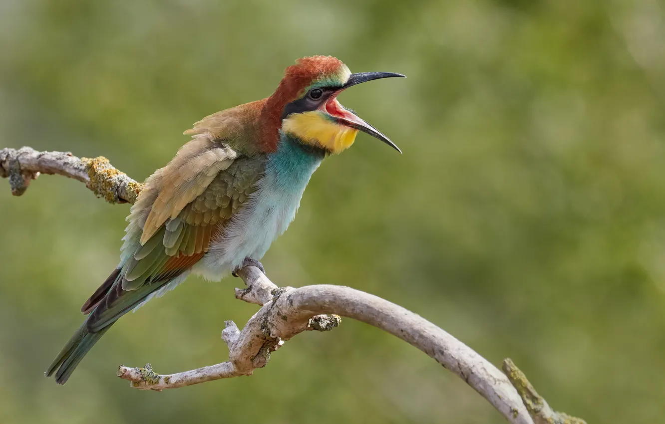 Photo wallpaper birds, branch, schurka, European bee-eater