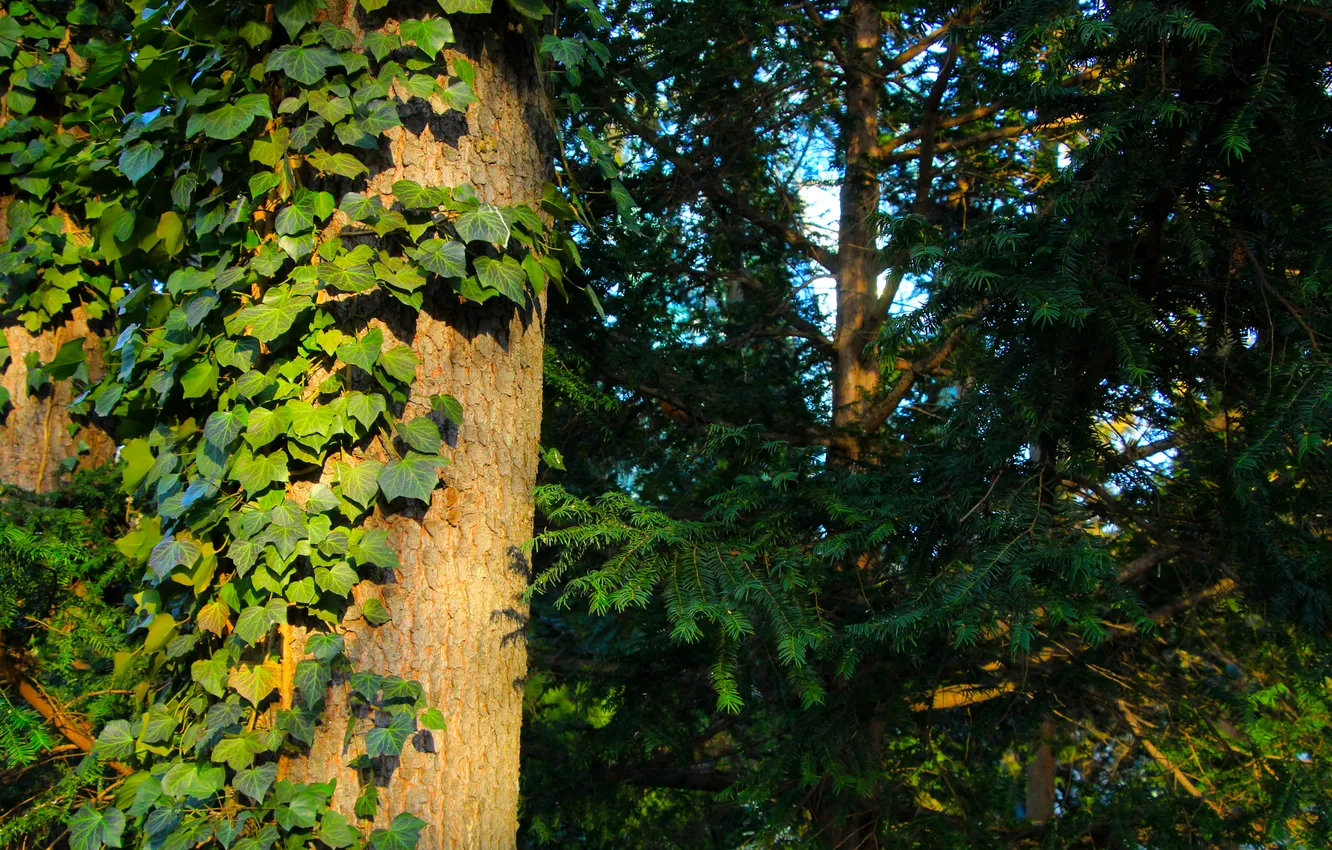 Photo wallpaper forest, tree, plant, twigs
