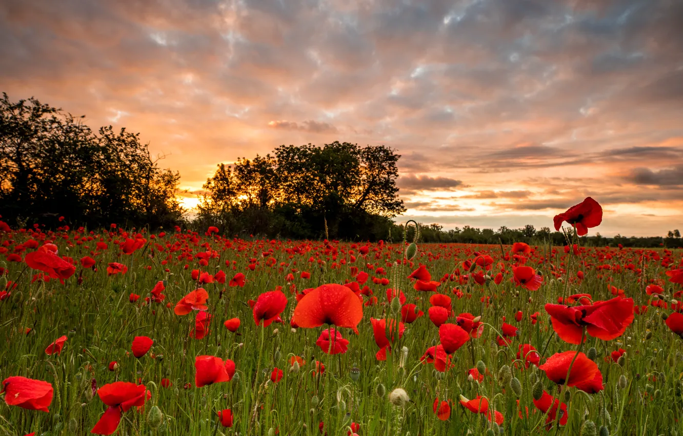 Photo wallpaper red, flowers, trees, Maki, poppy field, sunset