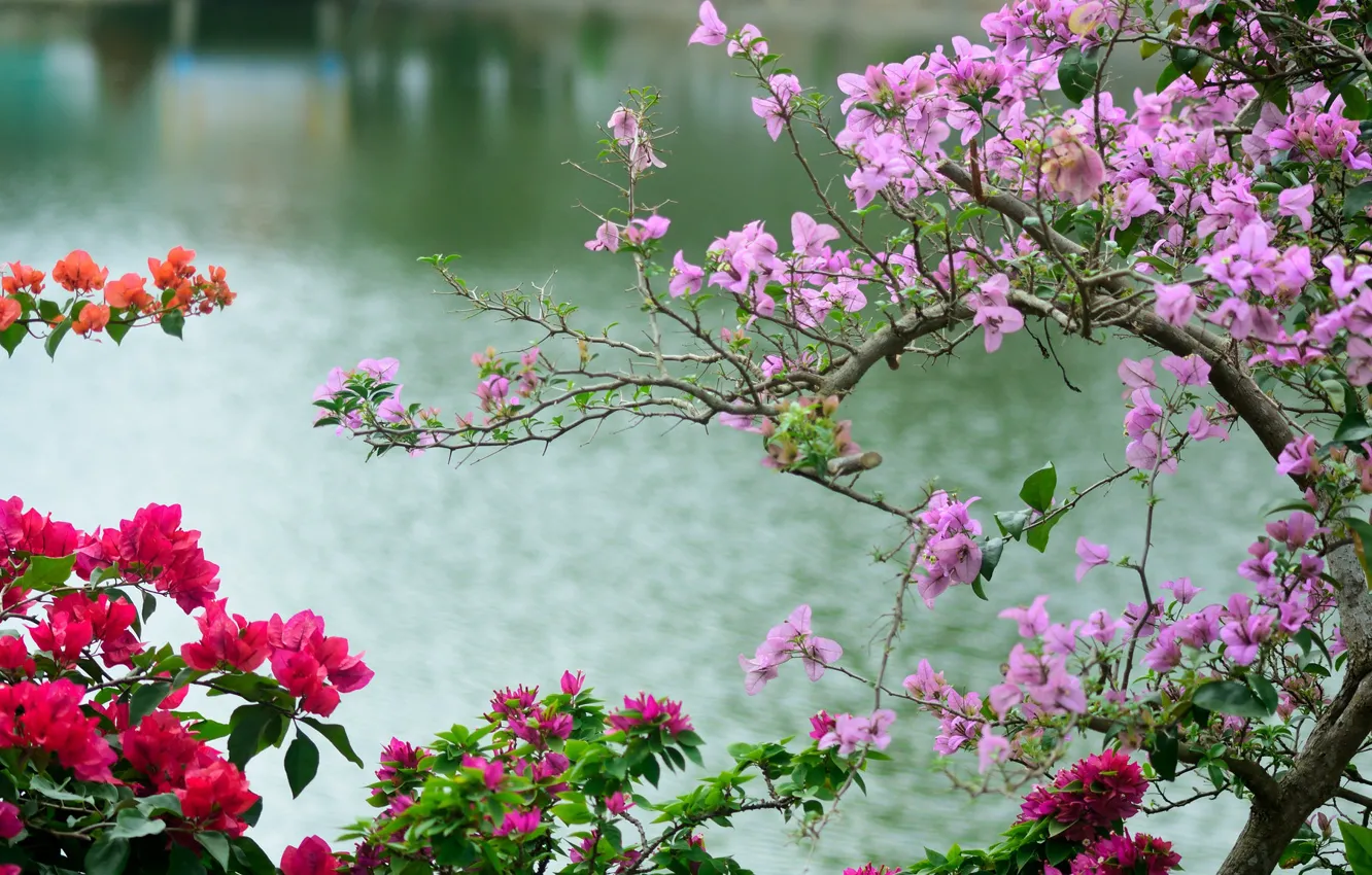 Photo wallpaper branches, river, spring, flowering, bougainvillea