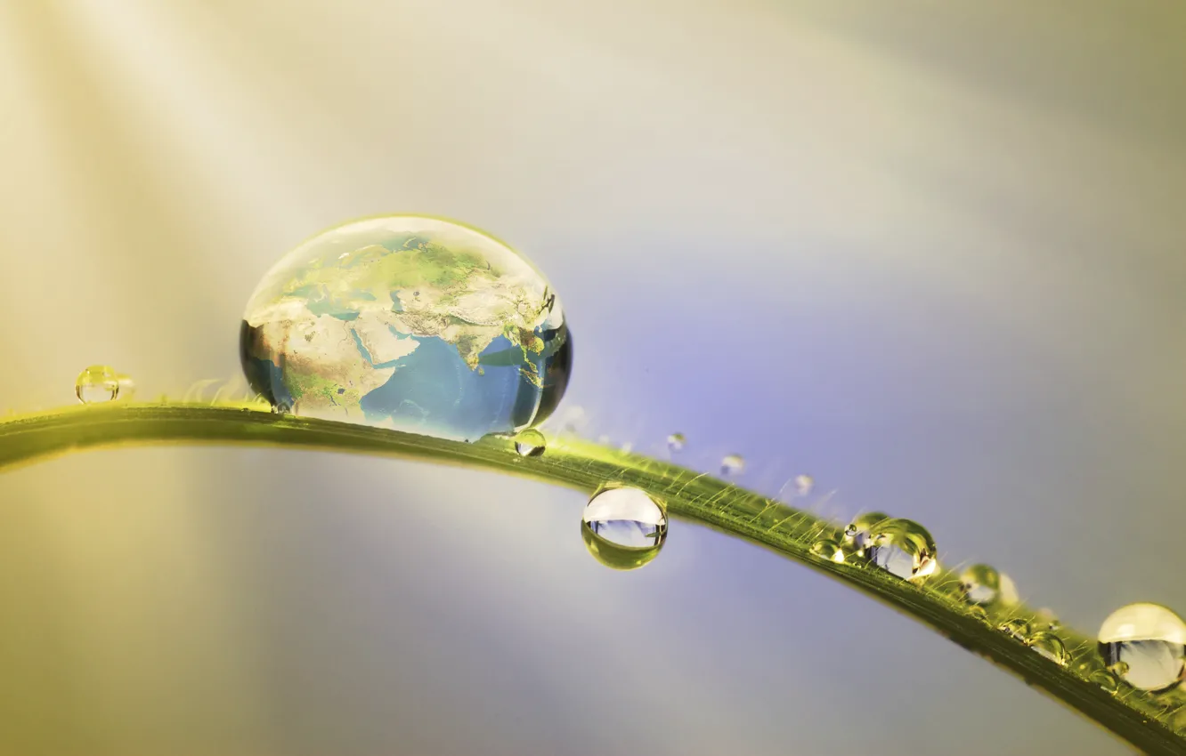 Photo wallpaper grass, water, nature, Rosa