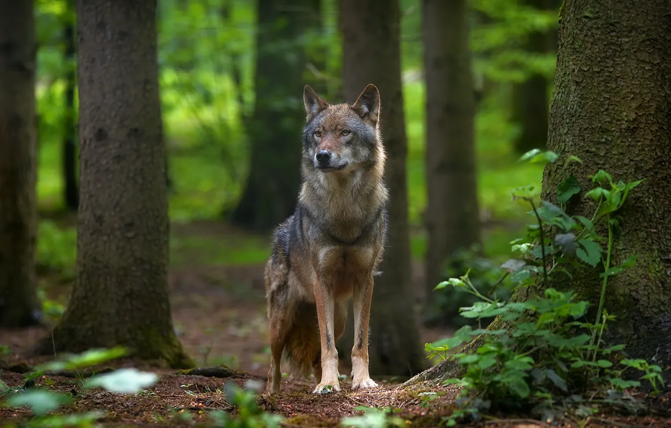 Photo wallpaper forest, summer, look, trees, nature, wolf, trunk, is