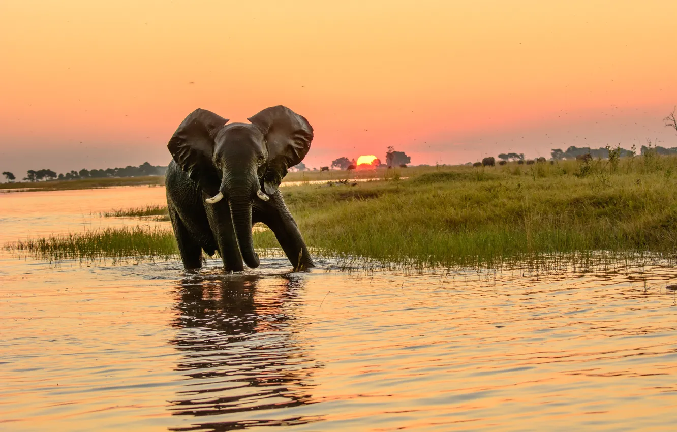 Photo wallpaper sunset, water, bath, elephant