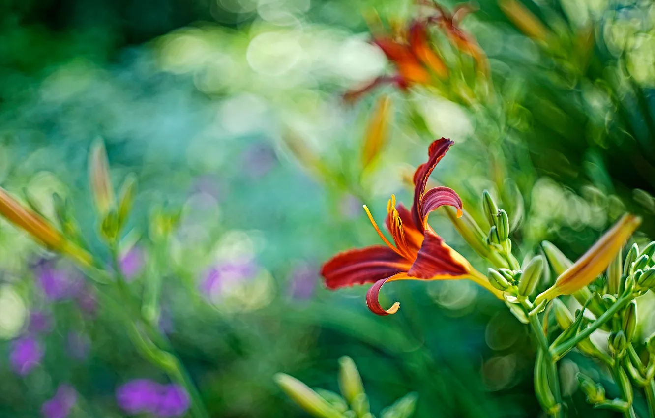 Photo wallpaper greens, summer, leaves, light, flowers, red, Lily, blur
