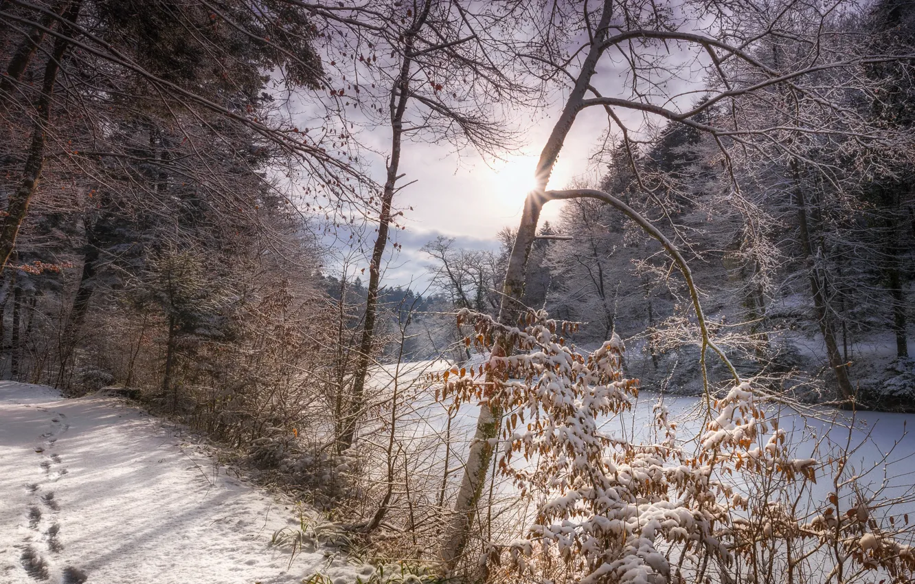 Photo wallpaper winter, frost, field, forest, the sun, light, snow, trees