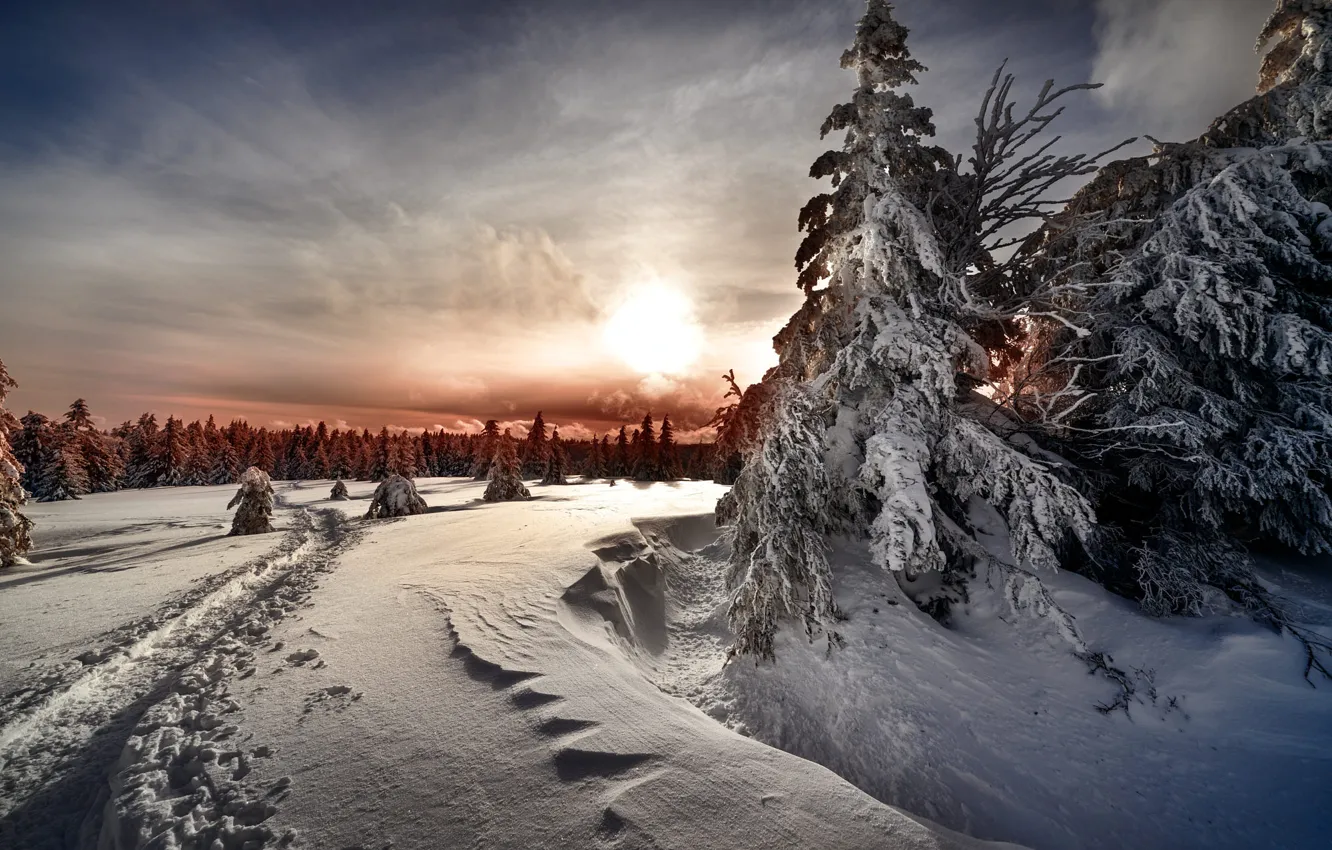 Photo wallpaper winter, frost, forest, the sky, the sun, clouds, light, snow