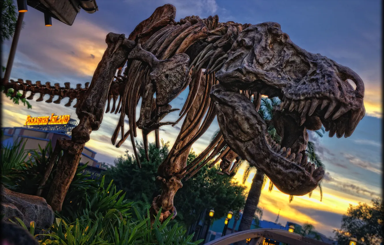 Photo wallpaper dinosaur, bones, skeleton, Disneyland, photo, photographer, Disneyland, Rex